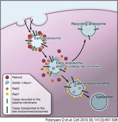 膵癌進展におけるエンドソーム関連タンパクRAB5発現の意義 写真