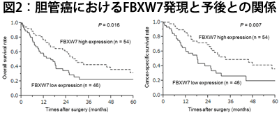 図2：胆管癌におけるFBXW7発現と予後との関係 写真